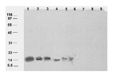 western blot using anti-cor14b antibodies